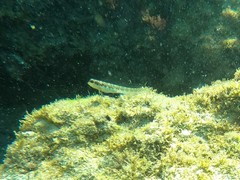 Omobranchus germaini