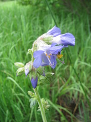 Polemonium occidentale occidentale