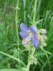 Polemonium occidentale occidentale