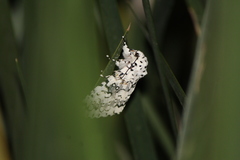 Lichnoptera decora