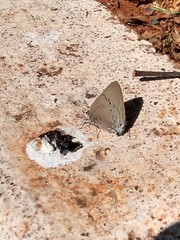 Parrhasius polibetes