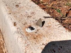 Parrhasius polibetes