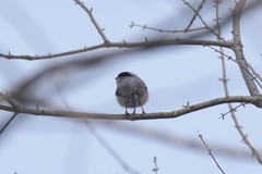 Aegithalos glaucogularis