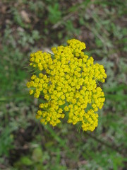 Pseudocymopterus