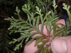 Libocedrus bidwillii