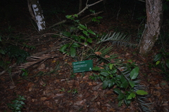 Allagoptera campestris