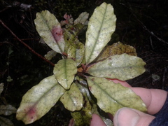 New Zealand Christmas Tree (Quintinia)
