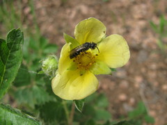 Hylaeus basalis