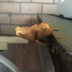 Gymnopilus