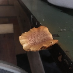 Gymnopilus