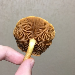 Gymnopilus