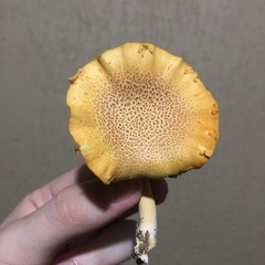 Gymnopilus