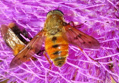 Pangonius