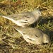 Picuí Ground Dove - Photo (c) f35, some rights reserved (CC BY-NC)
