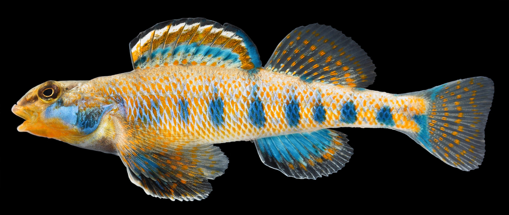 Spangled Darter