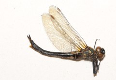 Somatochlora semicircularis