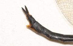 Somatochlora semicircularis