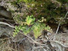 Adiantum orbignyanum