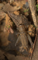 Loxoblemmus