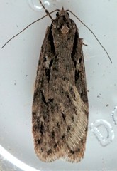 Semioscopis aurorella