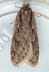 Semioscopis aurorella