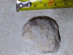 Ostreoidea