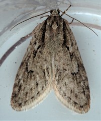 Semioscopis aurorella