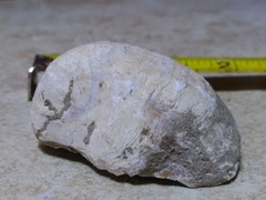 Ostreoidea
