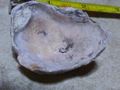 Ostreoidea