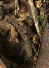 Loxoblemmus