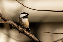 Poecile atricapillus