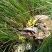 Lomandra fibrata - Photo (c) Ralph Foster, some rights reserved (CC BY-NC), uploaded by Ralph Foster