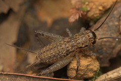 Loxoblemmus