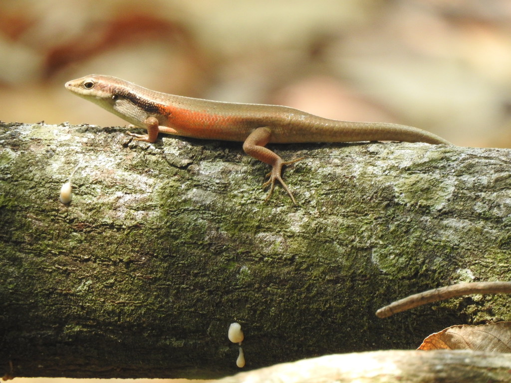 Closed-Litter Rainbow-Skink