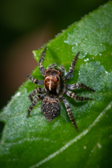 Saitis virgatus