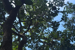 Annona crassiflora