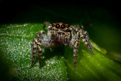 Saitis virgatus
