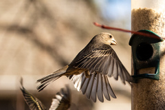 Haemorhous mexicanus