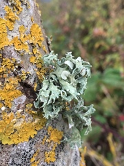 Ramalina fastigiata