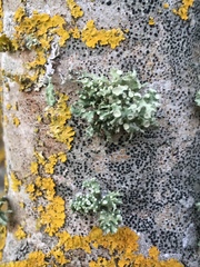 Ramalina fastigiata