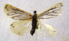 Setina aurita