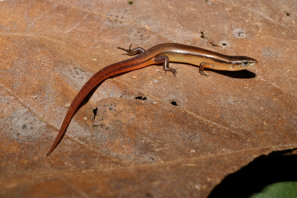 Red Forest Skink