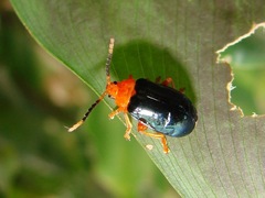 Cacoscelis argentinensis