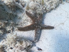 Nepanthia crassa