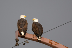Haliaeetus leucocephalus
