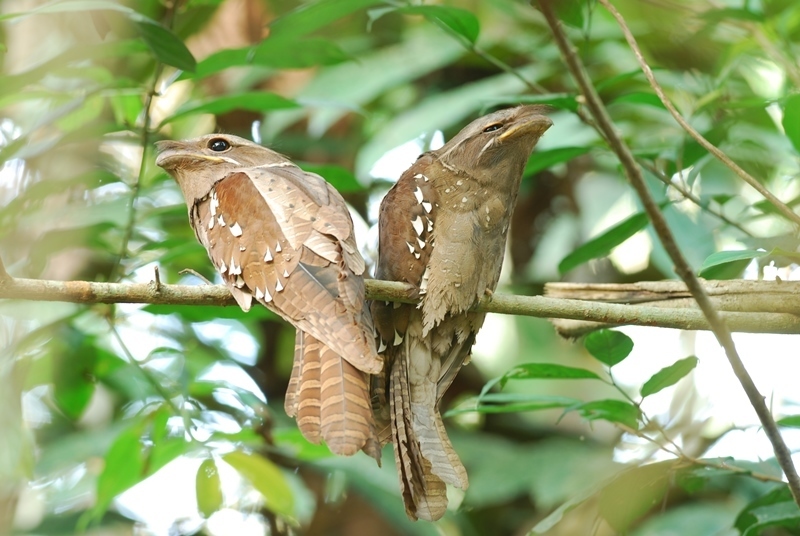Large Frogmouth (Batrachostomus auritus) photo