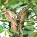 Large Frogmouth - Photo (c) Tan Kok Hui, some rights reserved (CC BY-NC), uploaded by Tan Kok Hui
