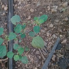 Acalypha indica