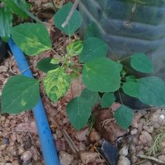 Acalypha indica