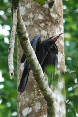 Corvus macrorhynchos